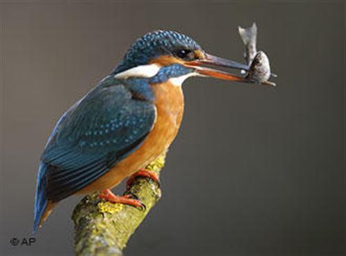 ashor 09&nbsp;ashori